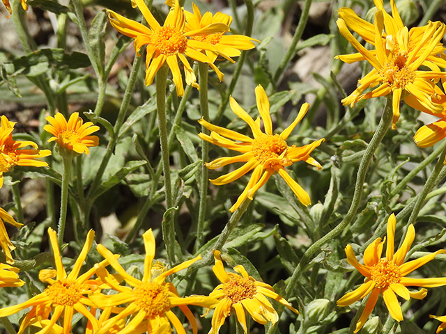 Stenotus acaulis (Stemless mock goldenweed) #88302