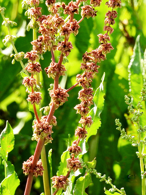 Rumex aquaticus (Western dock) #88321