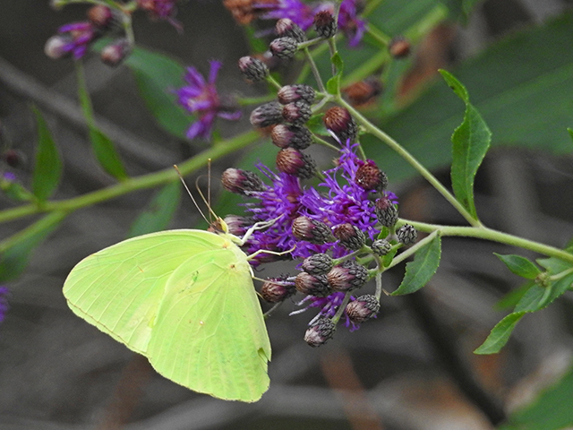 Vernonia lindheimeri (Woolly ironweed) #88324