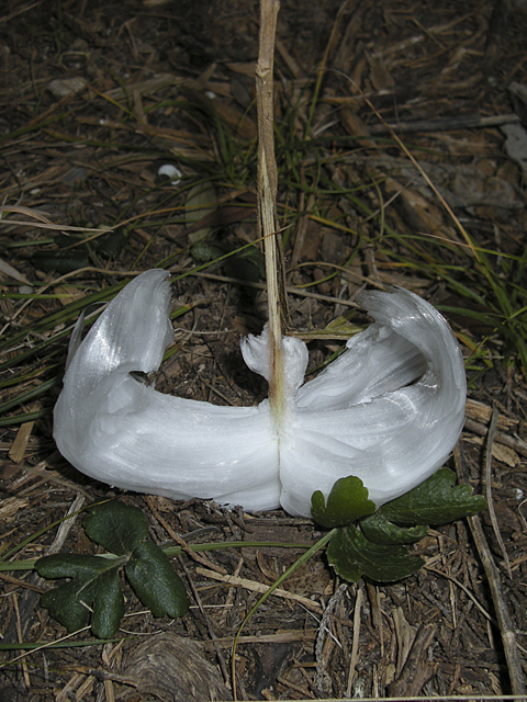 Verbesina virginica (Frostweed) #26844