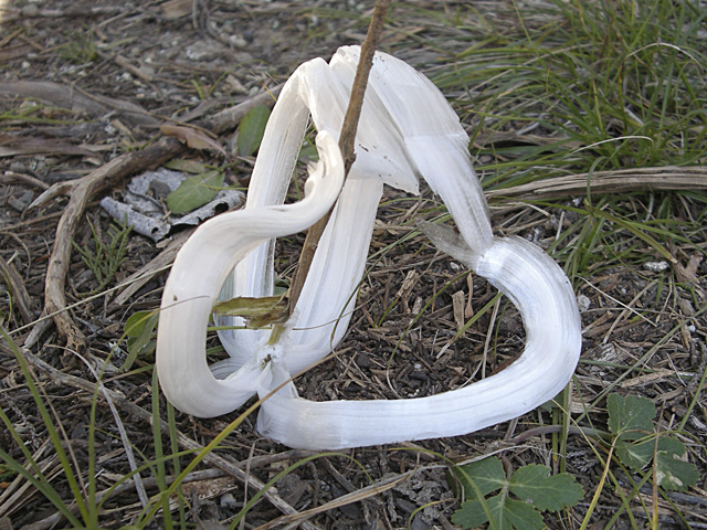 Verbesina virginica (Frostweed) #26851