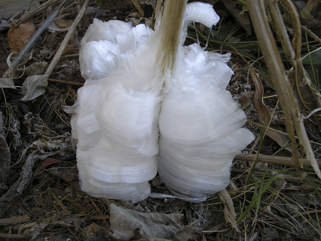 Verbesina virginica (Frostweed) #26856