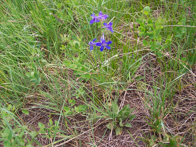 Delphinium nuttallianum (Twolobe larkspur) #19483