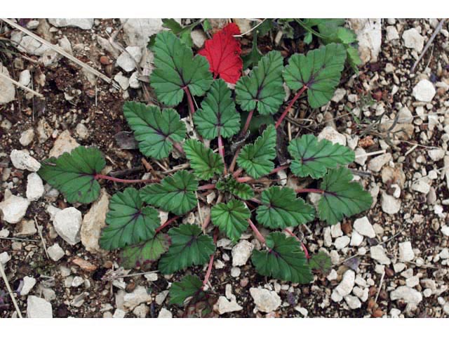 Erodium texanum (Texas stork's bill) #59592