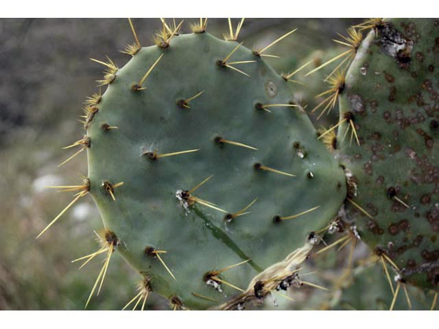 Opuntia engelmannii var. lindheimeri (Texas prickly pear) #59594