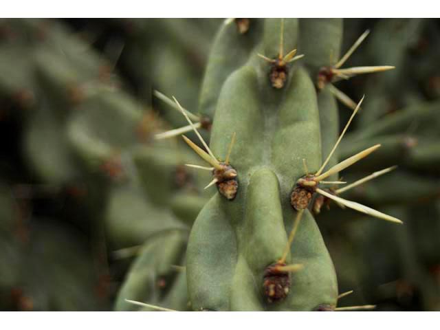 Cylindropuntia imbricata var. imbricata (Tree cholla) #59600