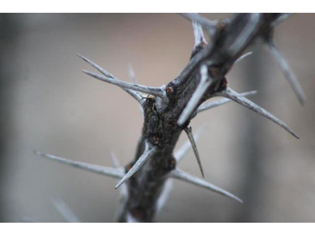 Fouquieria splendens (Ocotillo) #59606