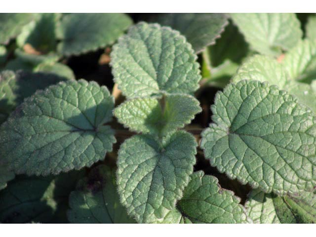 Scutellaria ovata ssp. bracteata (Heartleaf skullcap) #59645