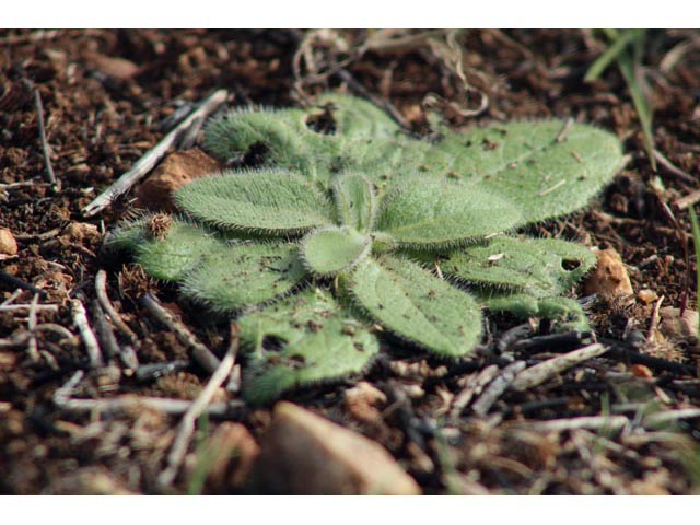 Rudbeckia hirta var. pulcherrima (Black-eyed susan) #59670