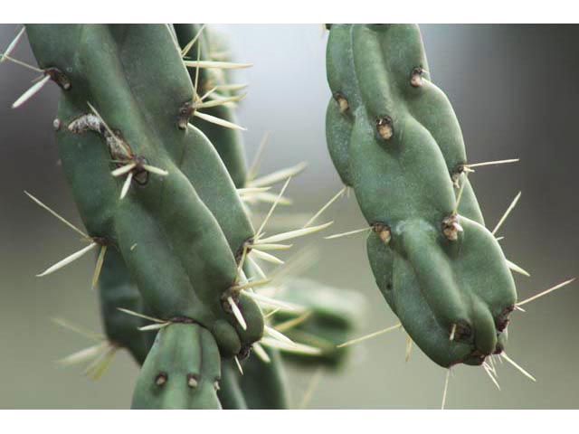 Cylindropuntia imbricata var. imbricata (Tree cholla) #59683