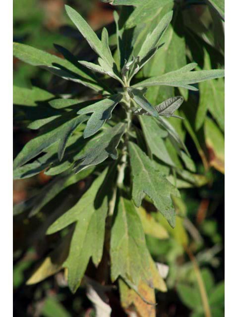 Artemisia ludoviciana (Louisiana artemisia) #59790