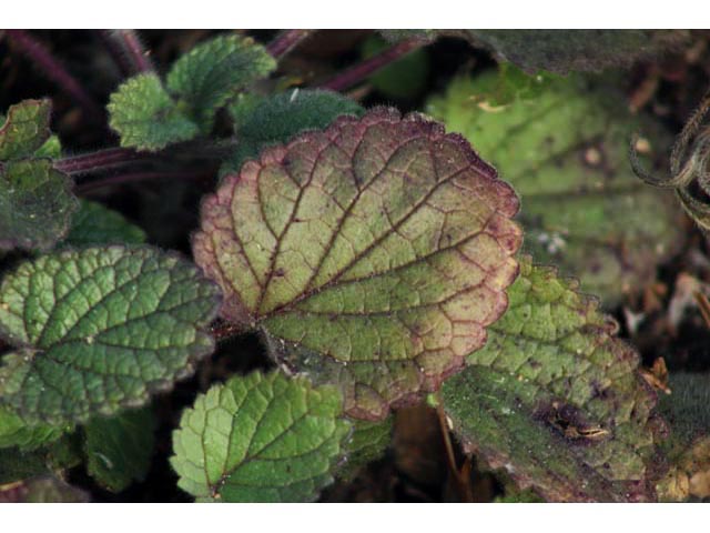 Scutellaria ovata ssp. bracteata (Heartleaf skullcap) #59848