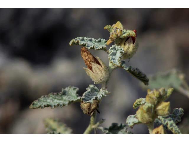 Sphaeralcea incana (Gray globemallow) #59855