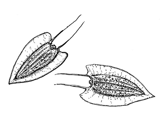 Verbesina virginica (Frostweed) #33997