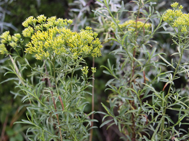 Gymnosperma glutinosum (Gumhead) #27544