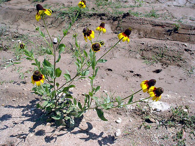 Dracopis amplexicaulis (Clasping coneflower) #14663