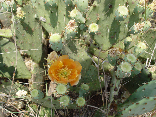 Opuntia engelmannii (Cactus apple) #14710