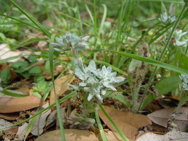 Evax prolifera (Bighead pygmycudweed) #14729