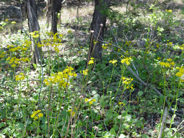 Packera obovata (Golden groundsel) #14741