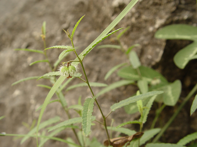 Tragia ramosa (Branched noseburn) #14761