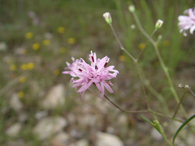 Palafoxia callosa (Small palafox) #14764