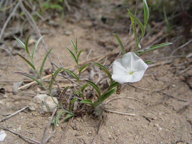 Evolvulus sericeus (Silver dwarf morning-glory) #14793