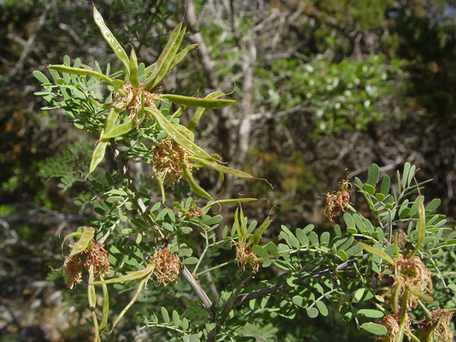 Mimosa borealis (Fragrant mimosa) #14842