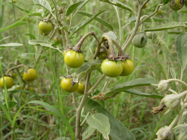 Solanum elaeagnifolium (Silverleaf nightshade) #14977