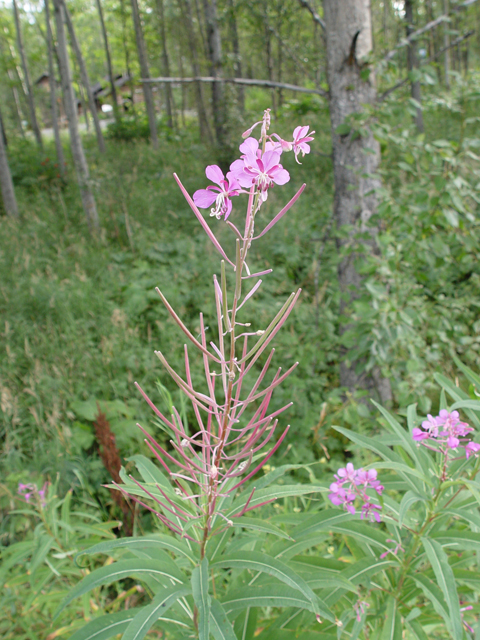 Chamerion angustifolium ssp. angustifolium (Fireweed) #16986