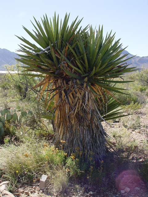 Yucca faxoniana (Faxon yucca) #16991