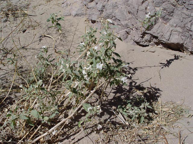 Heliotropium convolvulaceum (Phlox heliotrope) #16996