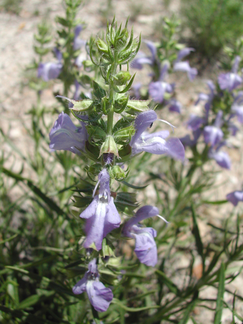 Salvia texana (Texas sage) #19594