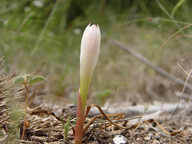 Cooperia pedunculata (Hill country rain lily) #19805