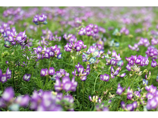 Astragalus nuttallianus (Nuttall's milkvetch) #31312