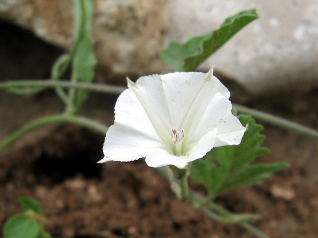 Convolvulus equitans (Texas bindweed) #27575