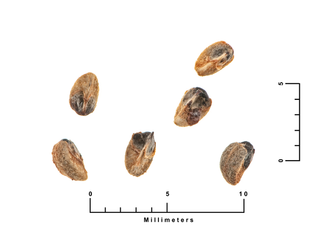 Crataegus spathulata (Littlehip hawthorn) #26948