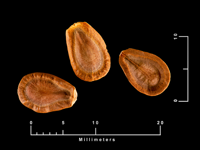 Asclepias oenotheroides (Zizotes milkweed) #87446