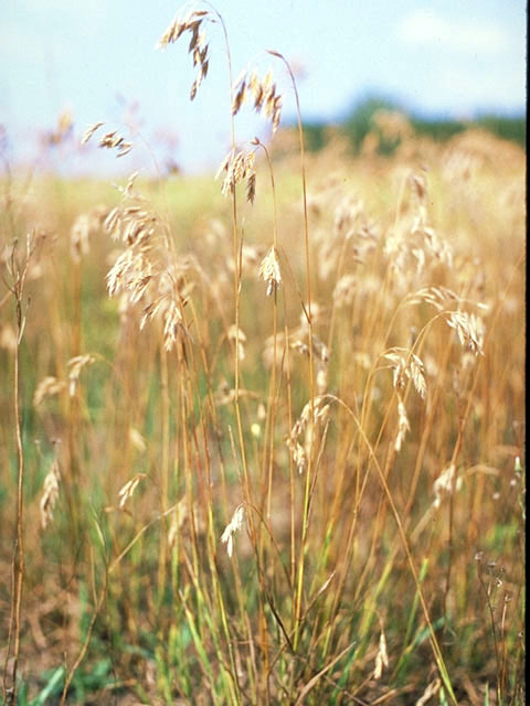 Bromus kalmii (Arctic brome) #39