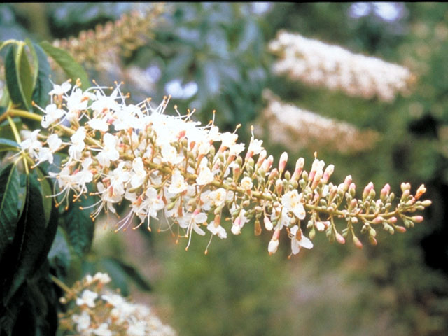 Aesculus californica (California buckeye) #132