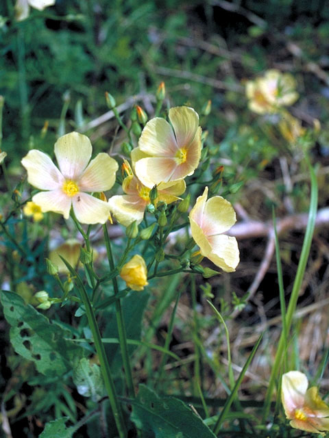 Linum imbricatum (Tufted flax) #173