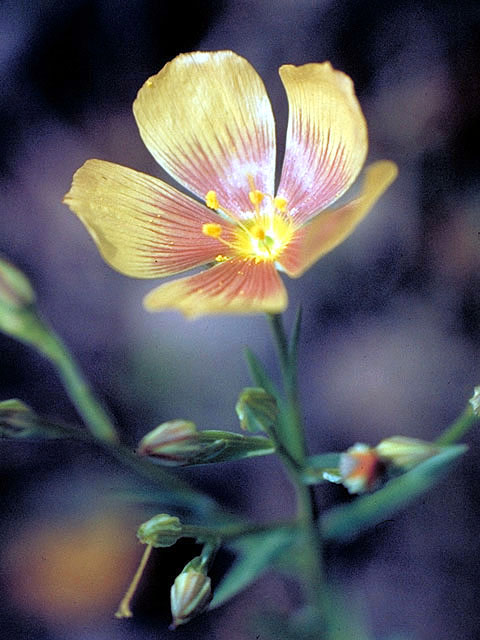 Linum hudsonioides (Texas flax) #203