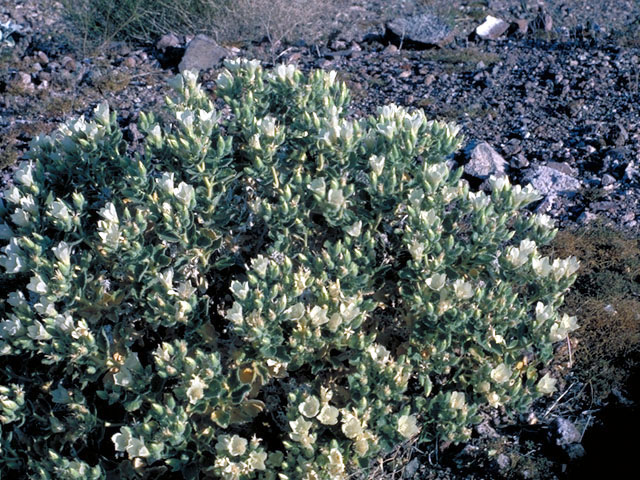 Eucnide urens (Desert stingbush) #215