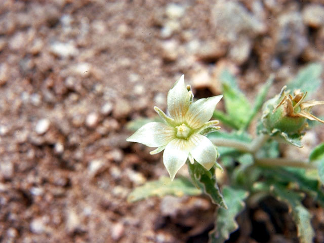 Mentzelia involucrata (Whitebract blazingstar) #224