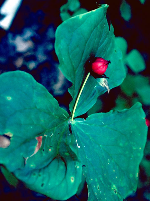 Trillium erectum (Red trillium) #274