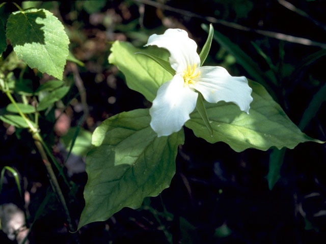 Trillium grandiflorum (White wake-robin) #285