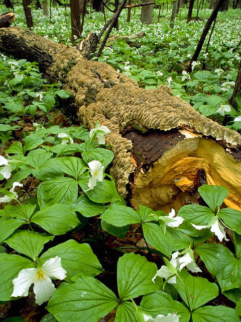 Trillium grandiflorum (White wake-robin) #291