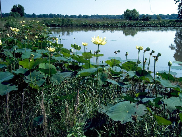 Nelumbo lutea (American lotus) #396