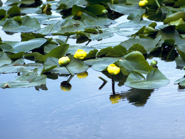 Nuphar lutea ssp. polysepala (Rocky mountain pond lily) #407