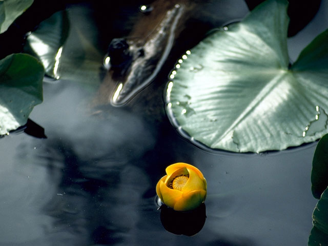 Nuphar lutea ssp. polysepala (Rocky mountain pond lily) #408