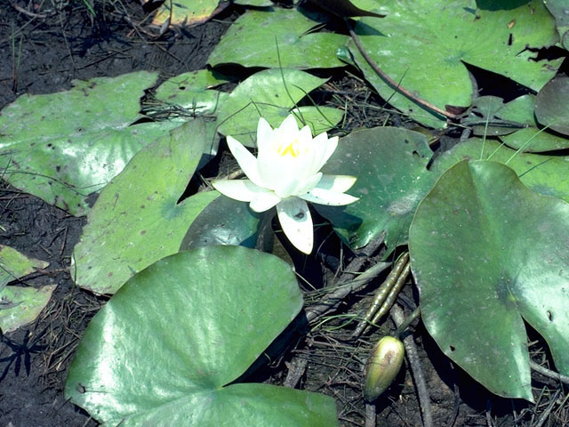 Nymphaea odorata ssp. tuberosa (American white waterlily) #417